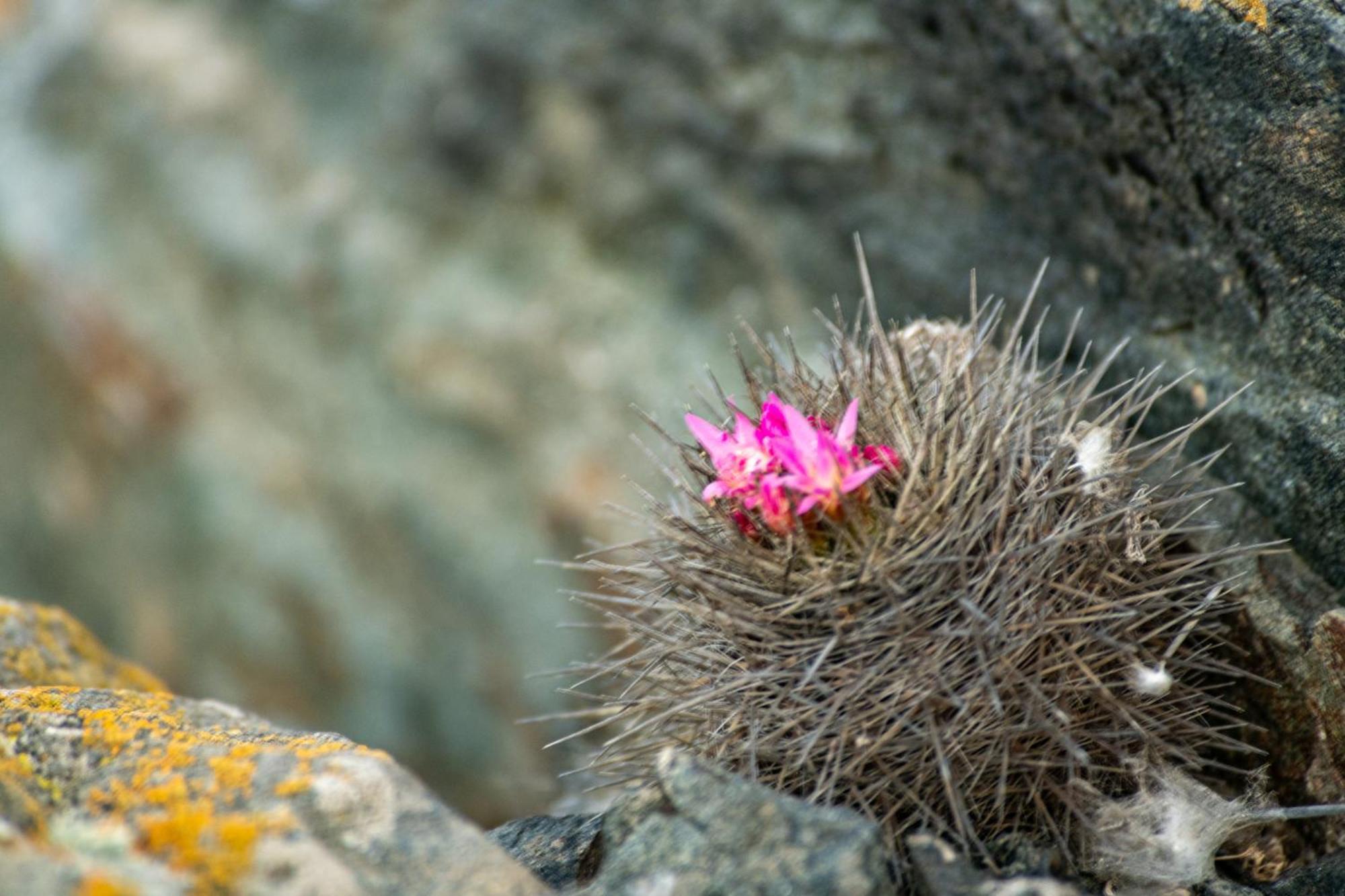 Entre Dunas Y Caracolas ปุนตา เด โชรอส ภายนอก รูปภาพ